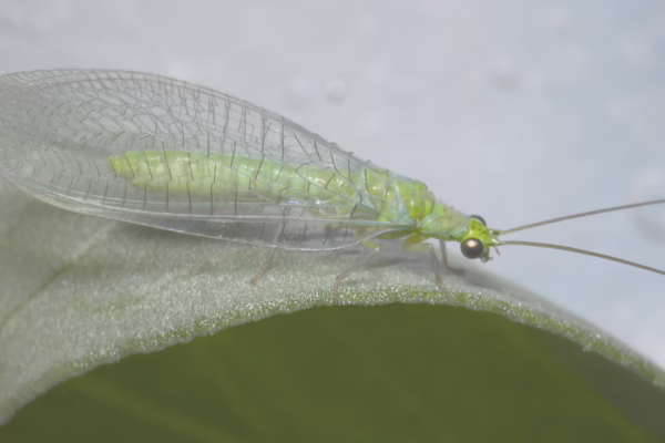 Green lacewing adult