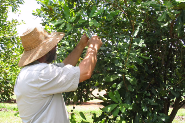 MacTrix cards are stapled under a leaf