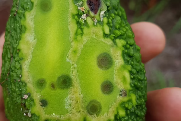 Under skin FSB damage in avocado