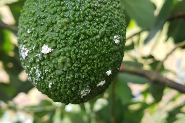 The telltale sign in FSB attack