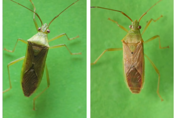 FSB adult on left, FSB adult on right