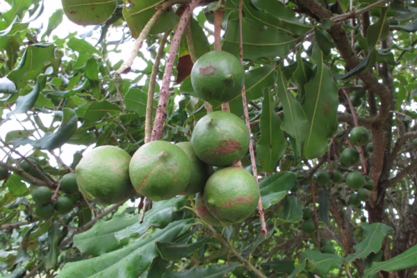 MNB and spotting bugs are major pests of macadamia