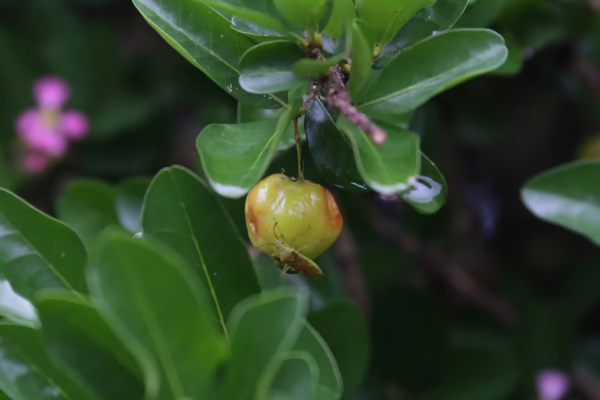 Many tropical fruits are attacked