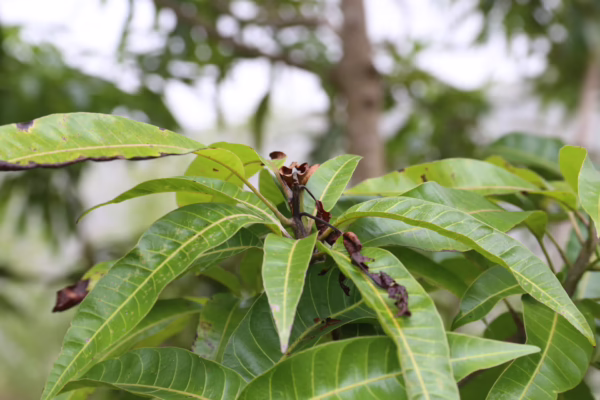 BSB damage to mango shoots