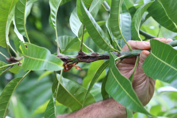 FSB damage stems in mango and avocado