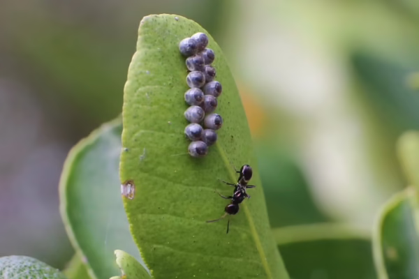 Anastatus parasitises spined citrus bug eggs