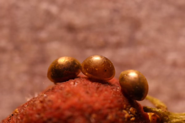 Parasitised FSB eggs are hard to find