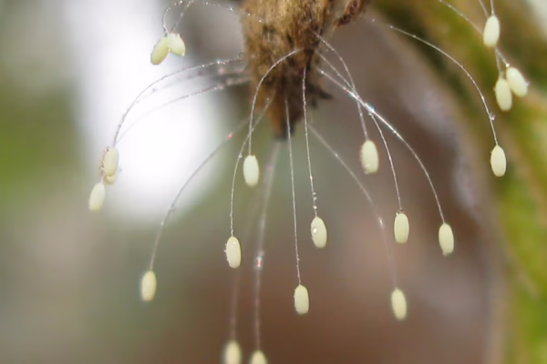 Typically laid in groups on fine stalks