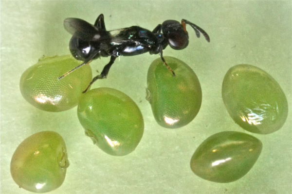 Anastatus parasitising FSB egg