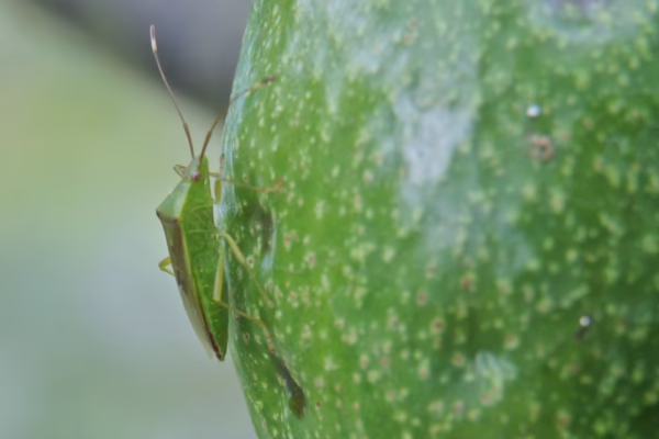 FSB damage in avocado