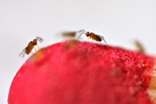 MacTrix on a match head