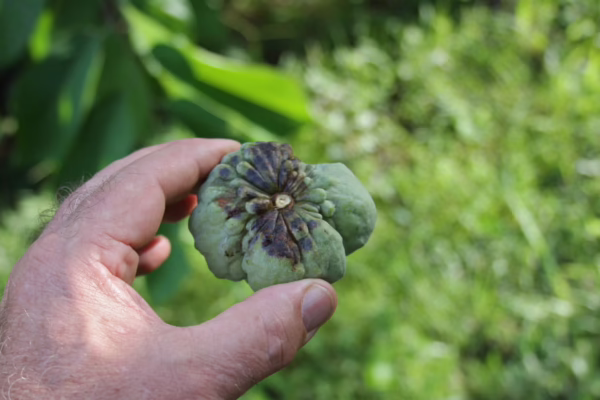 Bug damage in custard apple