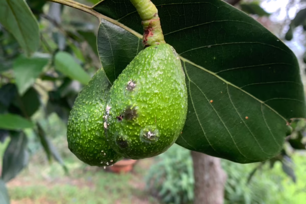 Typical FSB and BSB damage in avocado