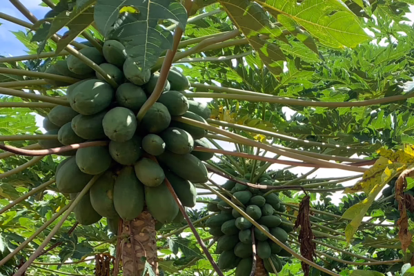 Round plants are particularly susceptible to BSB attack