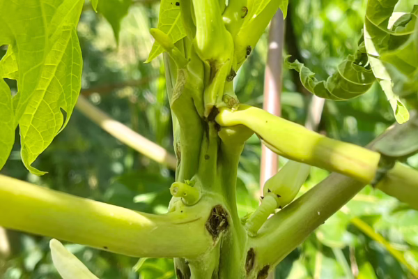 Causes major damage in papaya.
