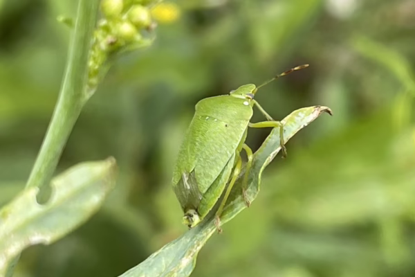 Trichopoda fly egg on shoulder of GVB