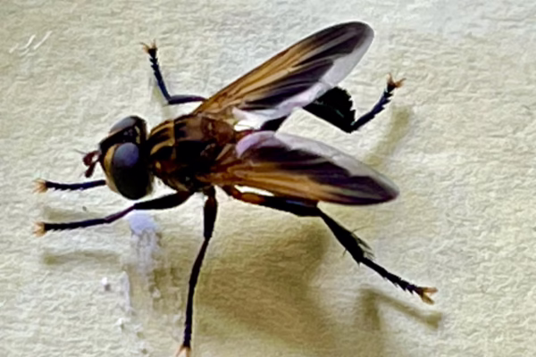 Trichopoda parasitoid fly of GVB