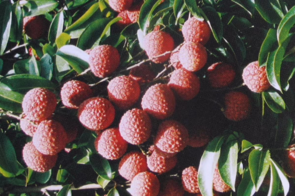 Lychees are also a host of macadamia nutborer
