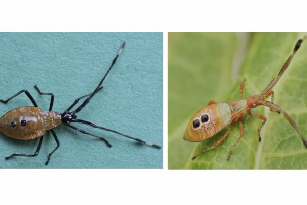 FSB nymph left, BSB right.