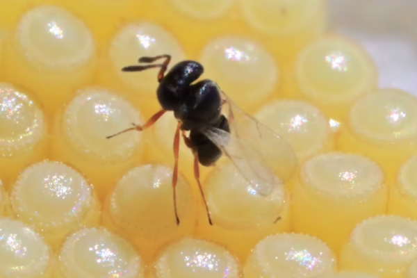 Trissolcus egg parasitoid of GVB eggs